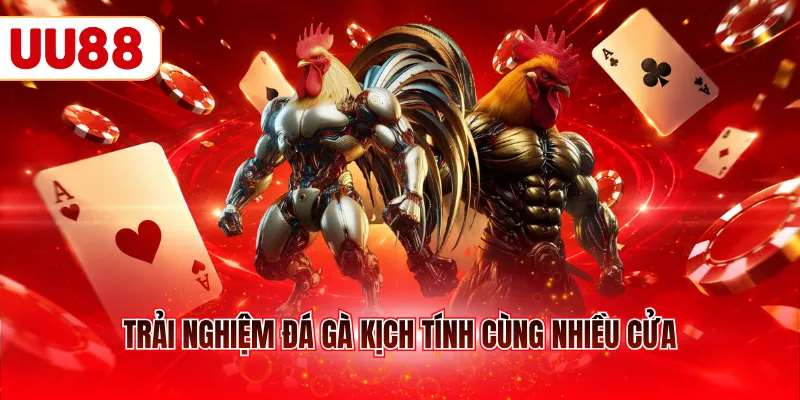 Trải nghiệm đá gà kịch tính cùng nhiều cửa